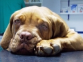 Bulldogge