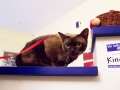 SiamKatze
